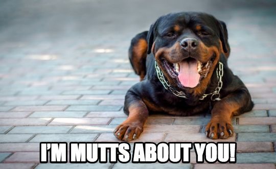 I’m mutts about you