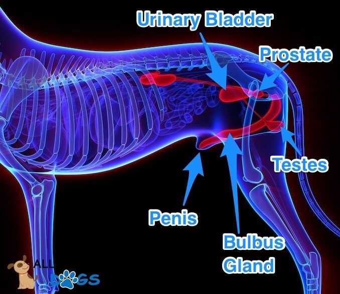 Male Dog Anatomy