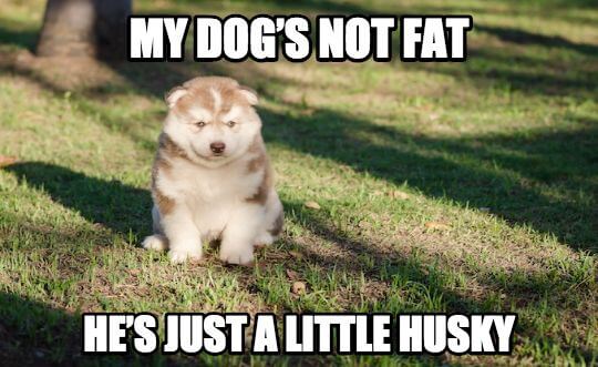 My dog’s not fat