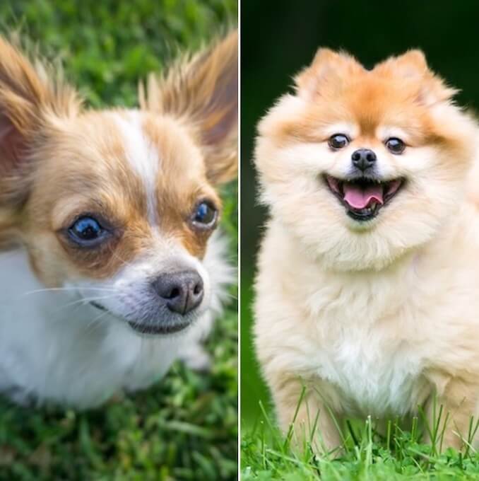 Kilo is a 9 year old chihuahua Pomeranian weiner dog mix