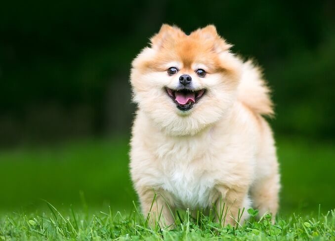 A Pomeranian Running in a Field