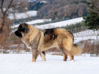 Russian Bear Dog