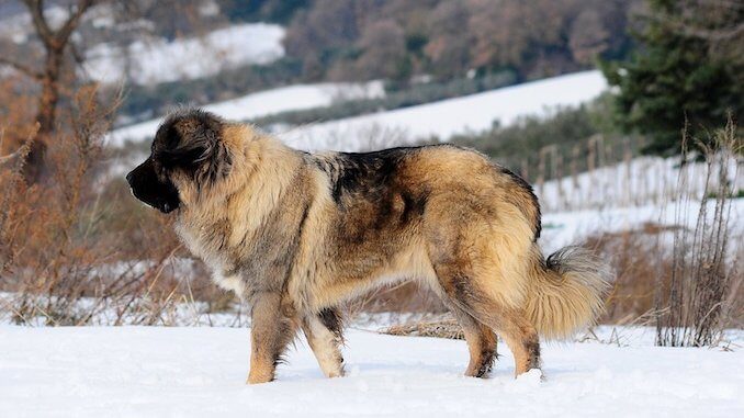 Russian Bear Dog