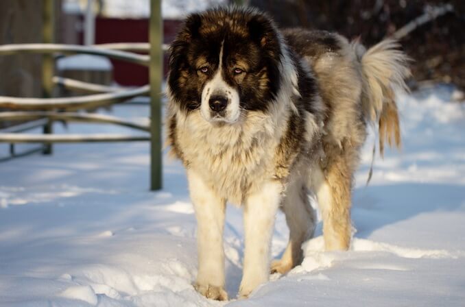 Russian Bear Dog Appearance Coat, Color and Grooming