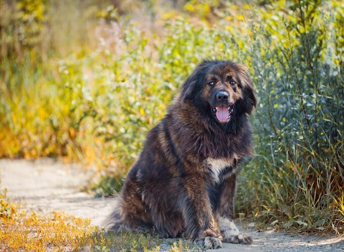 Russian Bear Dog Sitting