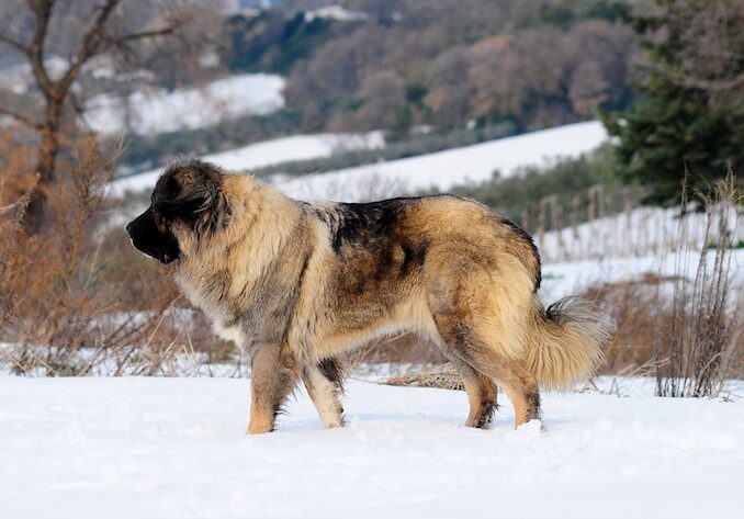 russian caucasian shepherd dog