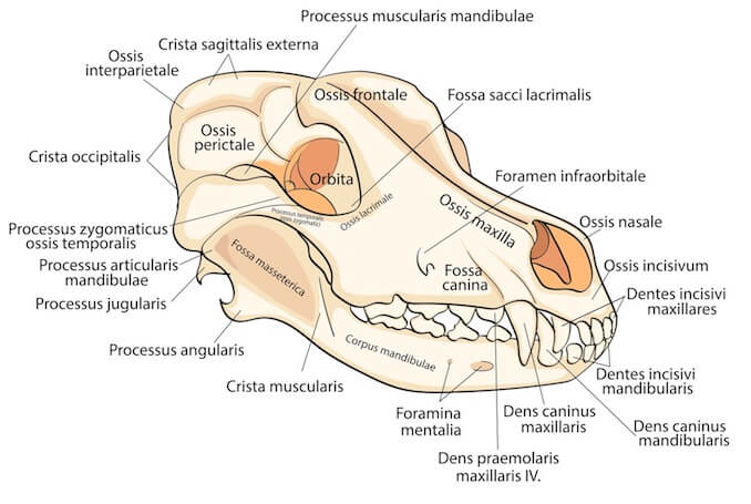 Greyhound Anatomy Chart