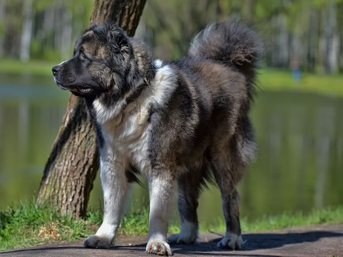 Training a Russian Bear Dog