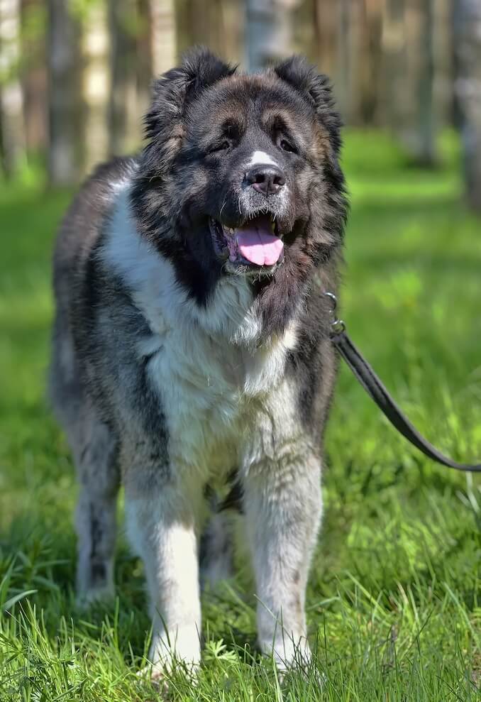 Walking a Russian Bear Dog