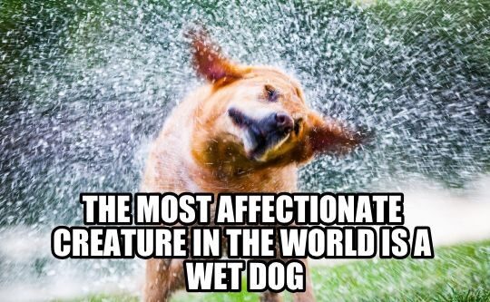 Wet Dog Grooming Meme