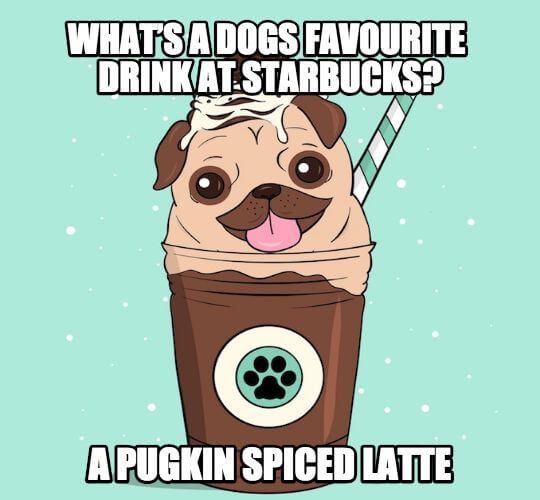 What’s a dogs favourite drink at Starbucks