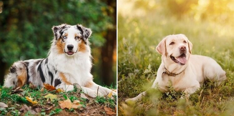 The parents of a Australian Shepherd Labrador Mix