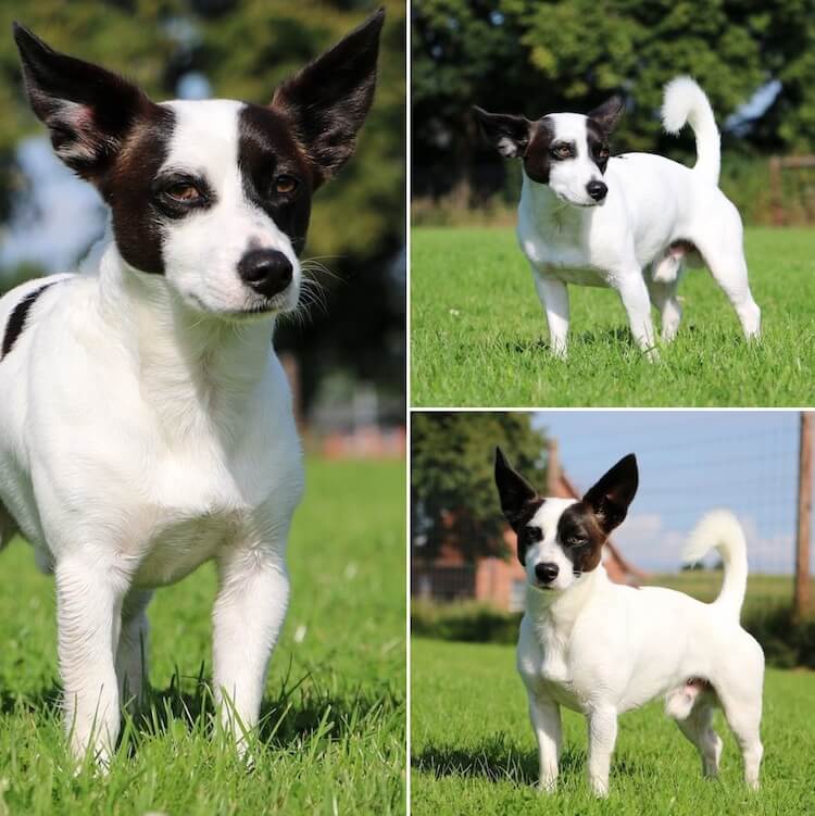 jack russell and chihuahua