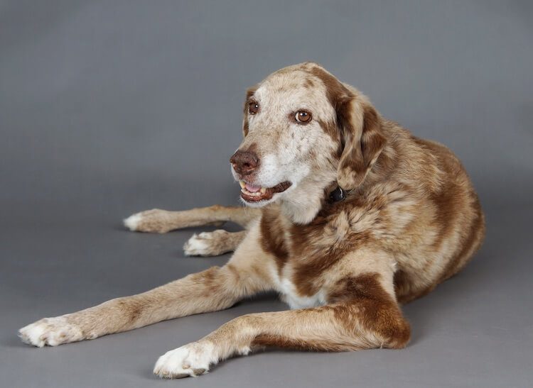 An Aussiedor Dog Lying Down