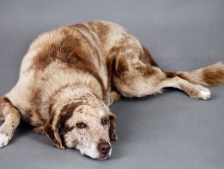 Australian Shepherd Lab Mix Feature