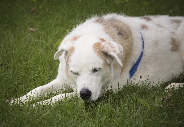 Australian Shepherd Labrador Mix