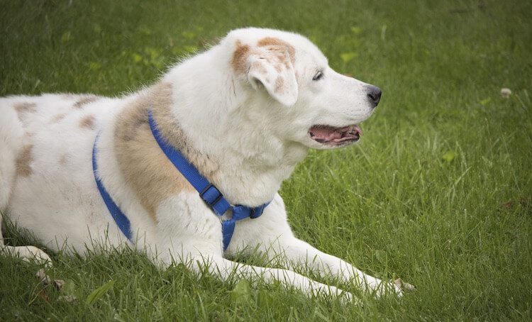 Australian Shepherd x Labrador Retriever