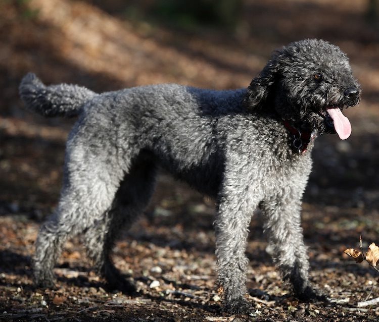 Bedlington Terrier x Poodle