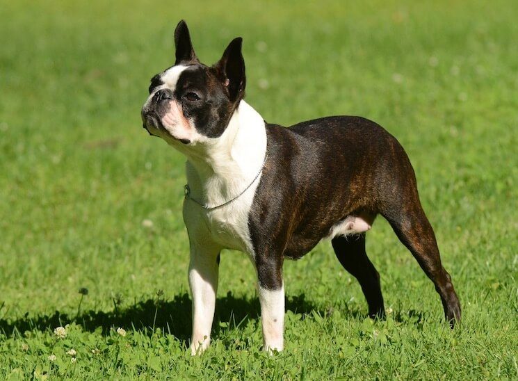 boston terrier cross bulldog