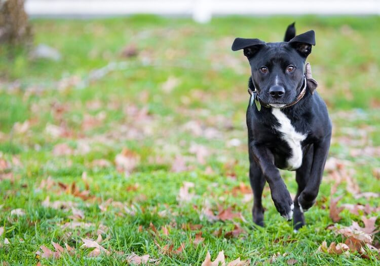 boxer x labrador