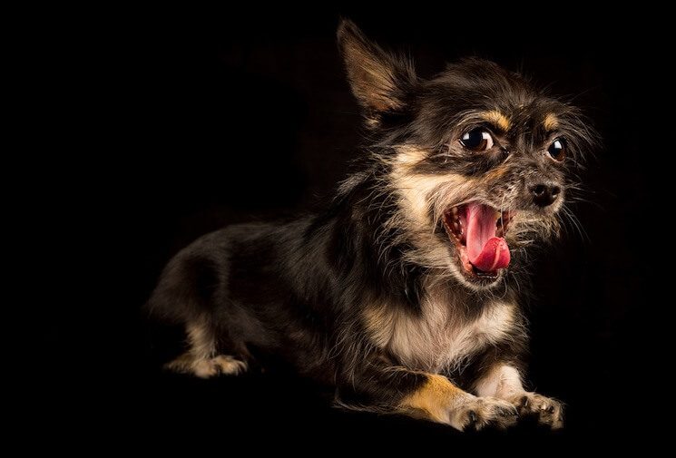 Caring for a Chorkie