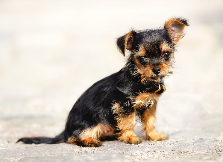 99+ Yorkie And Dachshund Mix Puppies