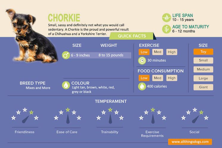 Chorkie Infographic