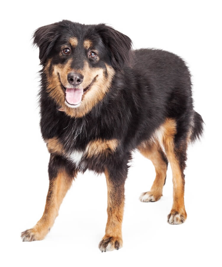 Collie cross GSD