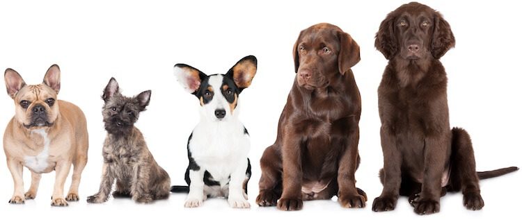 Dog Breed Identification Chart