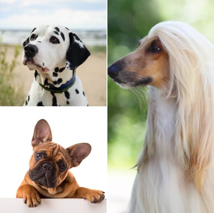 Dog Heads' Appearance