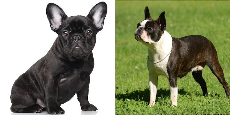 boston terrier cross french bulldog