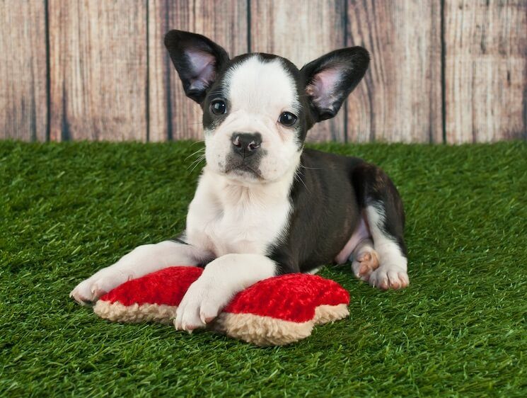 mikrobølgeovn Brutal Tag telefonen Frenchton: A French Bulldog & Boston Terrier Mix Owner's Guide | All Things  Dogs