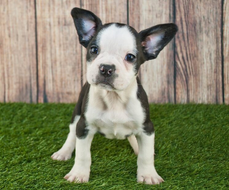 Frenchton Puppy