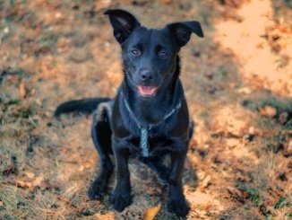 German Shepherd Lab Mix