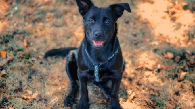 German Shepherd Lab Mix