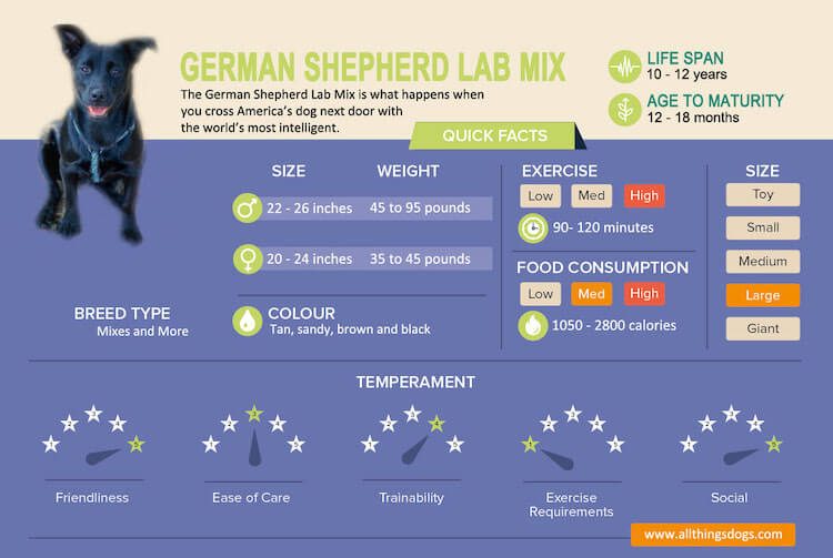 German Shepherd Lab Mix Weight Chart