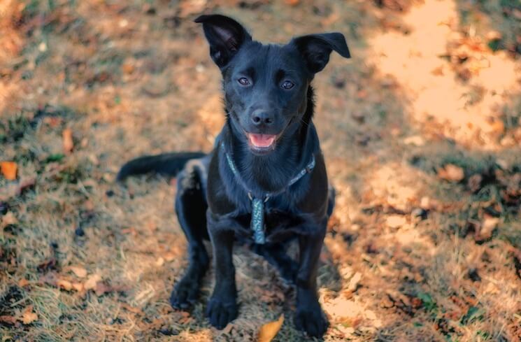 Overskæg Vil cowboy German Shepherd Lab Mix [Facts & Pictures] | All Things Dogs