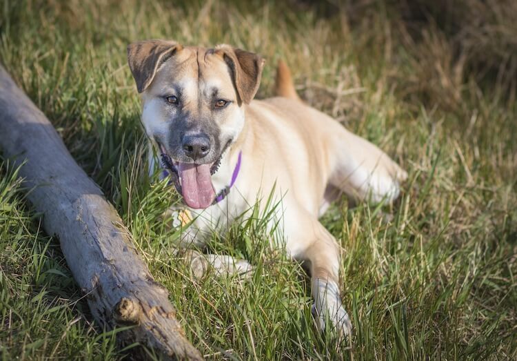 German Shepherd Pit Bull Mix panting while lying in the grass