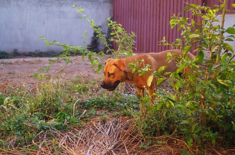 Pit Bull German Shepherd Mix standing in bushes