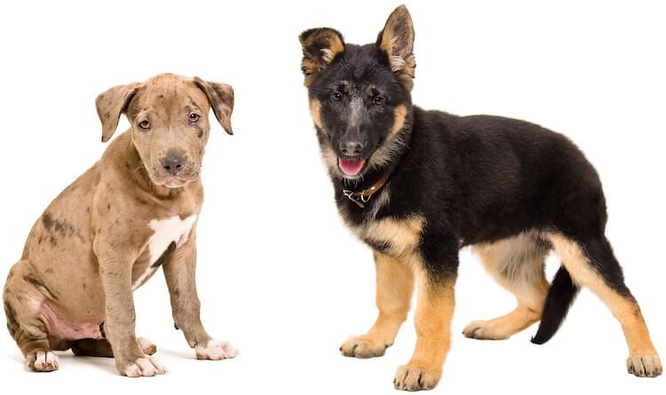 pitbull mixed with german shepherd puppy