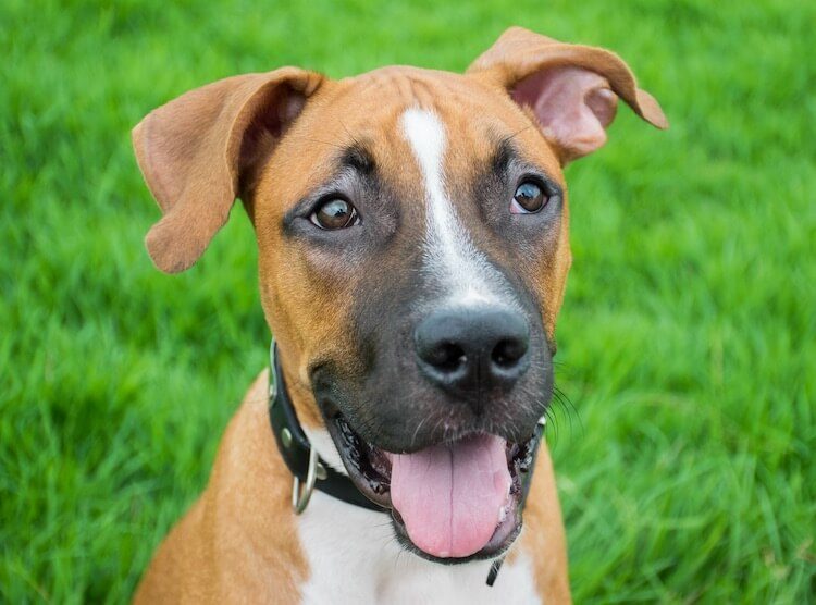 pitbull mixed with german shepherd puppy