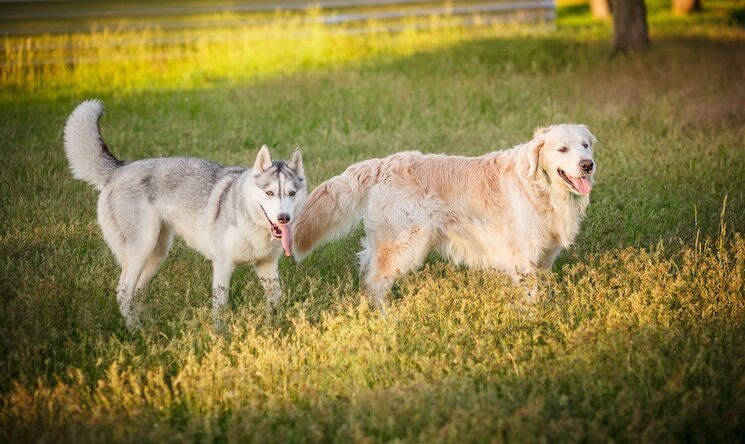 The Ultimate Retriever Husky Mix Breed Guide All Things Dogs