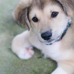 Golden Retriever Husky Mix