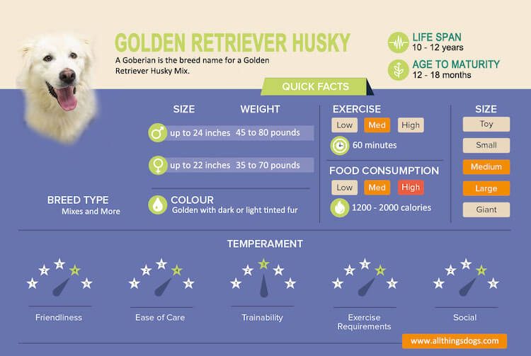 Golden Retriever Husky Mix Infographic