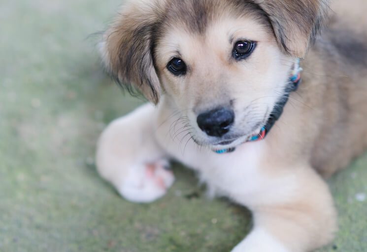 Pin On Puppies