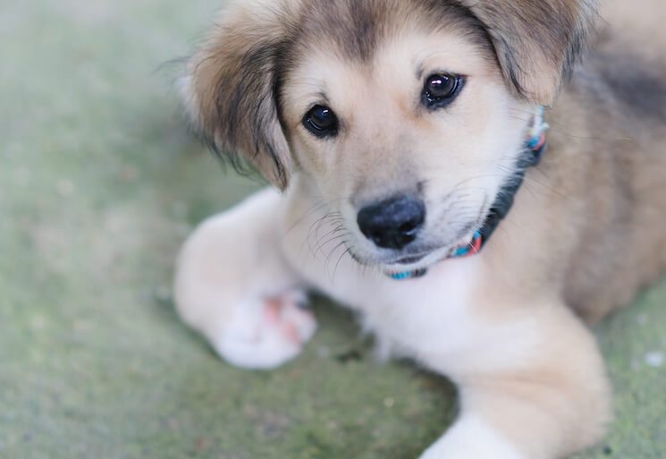 a golden retriever mixed with a husky