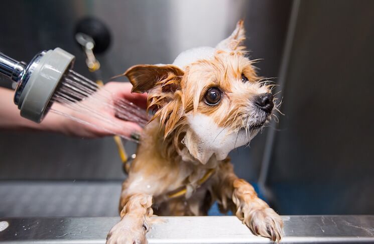 Grooming a Chihuahua Yorkie Mix