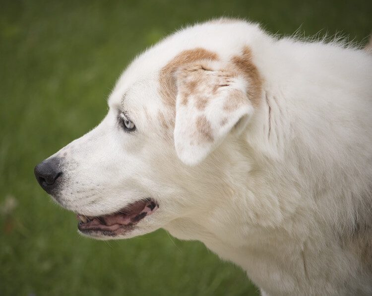 Head of a Australian Shepherd Lab Mix