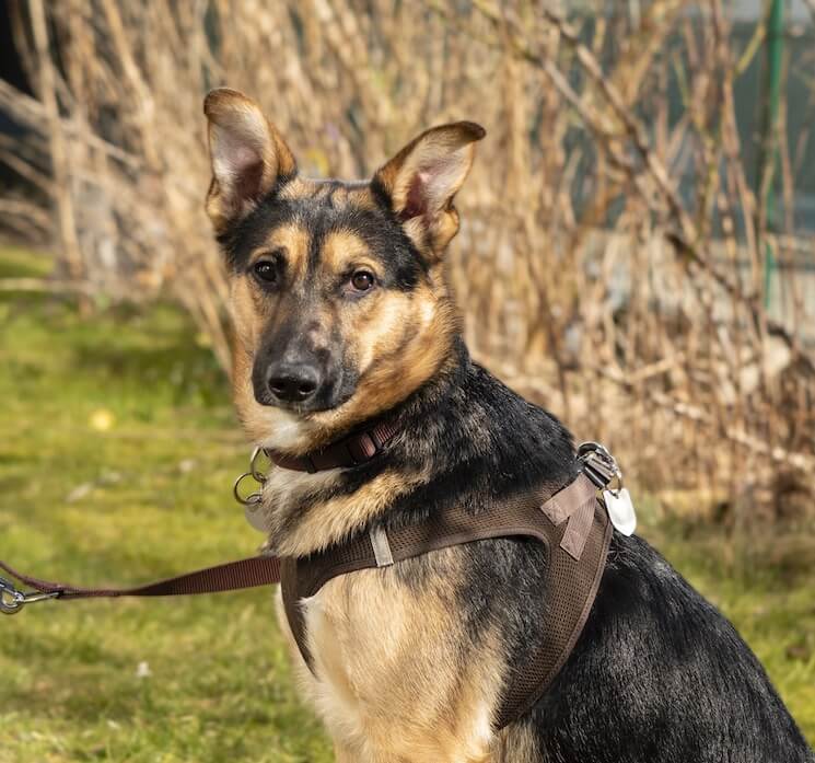 german shepherd lab mix size