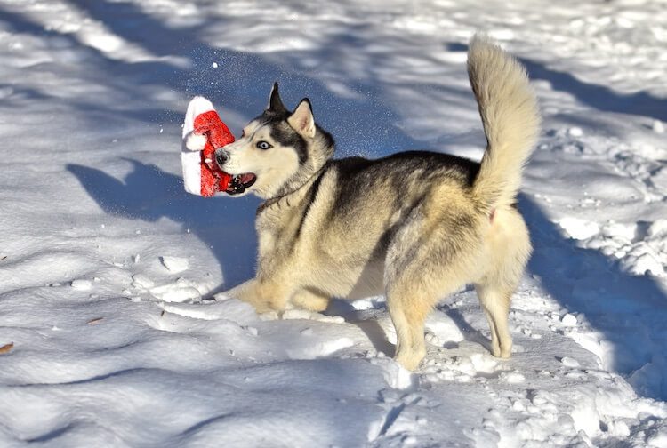 Huskies are known to be among the most intelligent breeds of canines. However, they have a naughty and mischievous